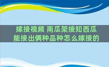 嫁接视频 南瓜架接知西瓜能接出俩种品种怎么嫁接的